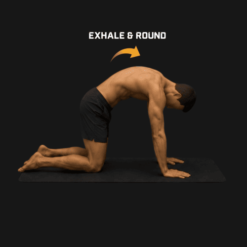 Cat-Cow exercise